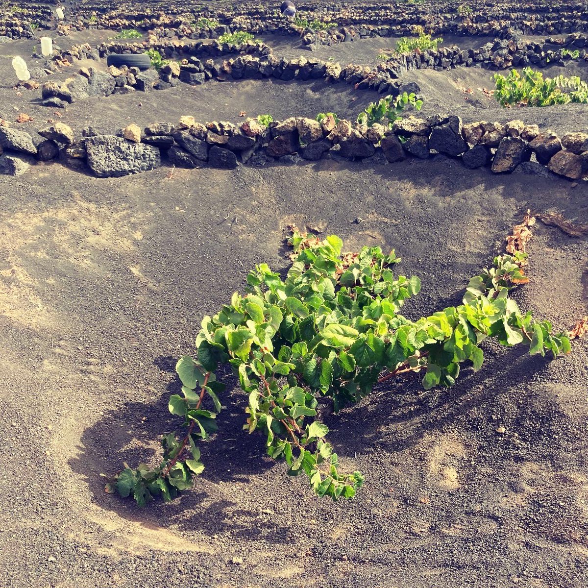 Tenemos que recoger y aprender de nuestro propio medio. No tenemos que copiar a nadie. Que vengan a copiarnos. #cesarmsnrique
