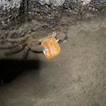 カニが持ち去った物とは？!マックのバーベキューソースをどうするつもり!