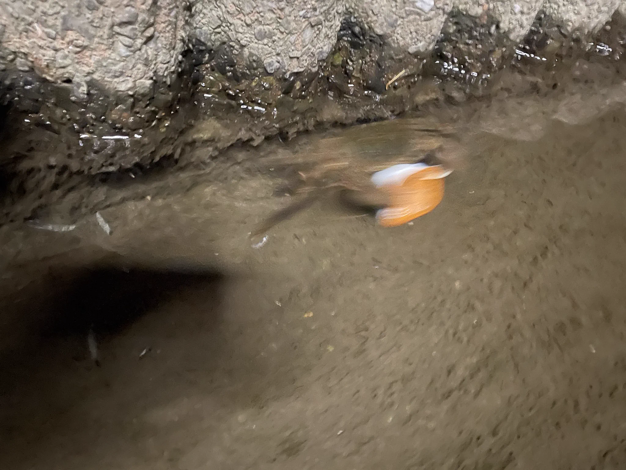カニが持ち去った物とは？！マックのバーベキューソースをどうするつもりwww