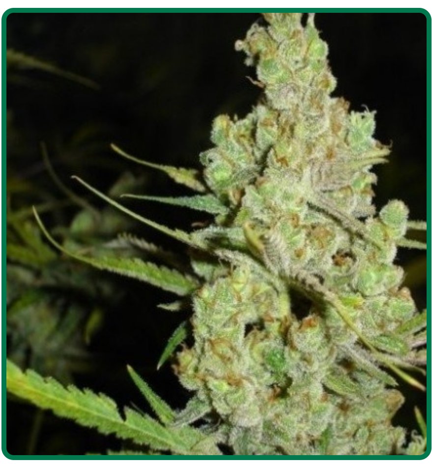 Daily Strain Pick is 1024: Outdoor Plants Reach Towering Heights rewards.ganja.com/strainbase/102… #ganja #cannabis #marijuana #weed #legalizeit #youmusburndeganja