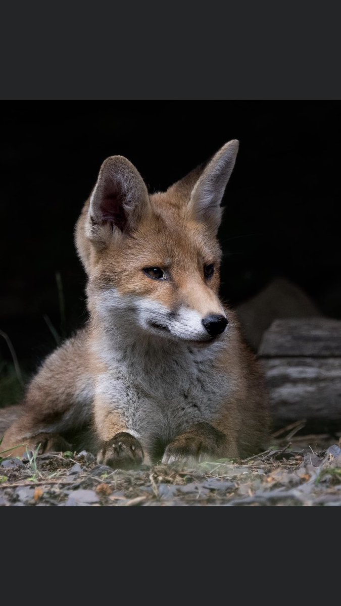 stevemcveyfre's tweet photo. #Fox friend #Dining on snacks left out by #Mcvey #Clan #Wee #Fudges favourite friends #covert camera shot https://t.co/4ZCoc0nWgB