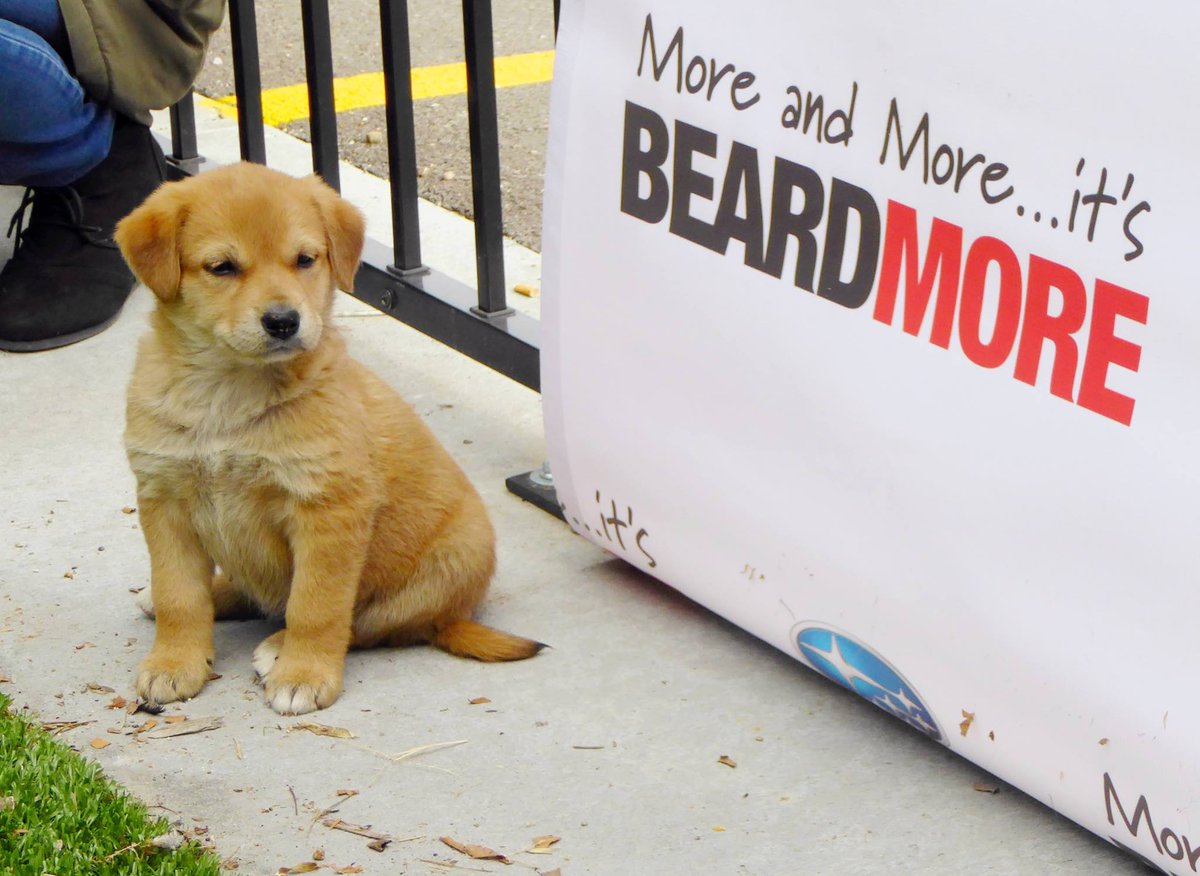 Beardmore Subaru tweet media