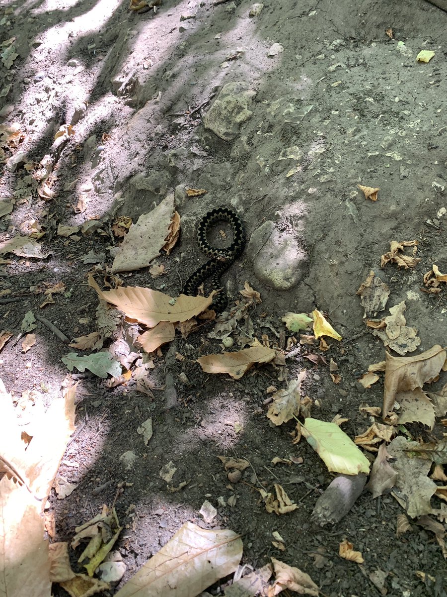 Rjsavage76's tweet photo. 5 years in Dorset and today I stumbled across an Adder in Delph woods. How lucky are we to have so much beautiful (and deadly) natures on our doorstops. The Otters are still my favourite. 🐍🦦 #lovewhereYouLive https://t.co/GeAFqZDwuO