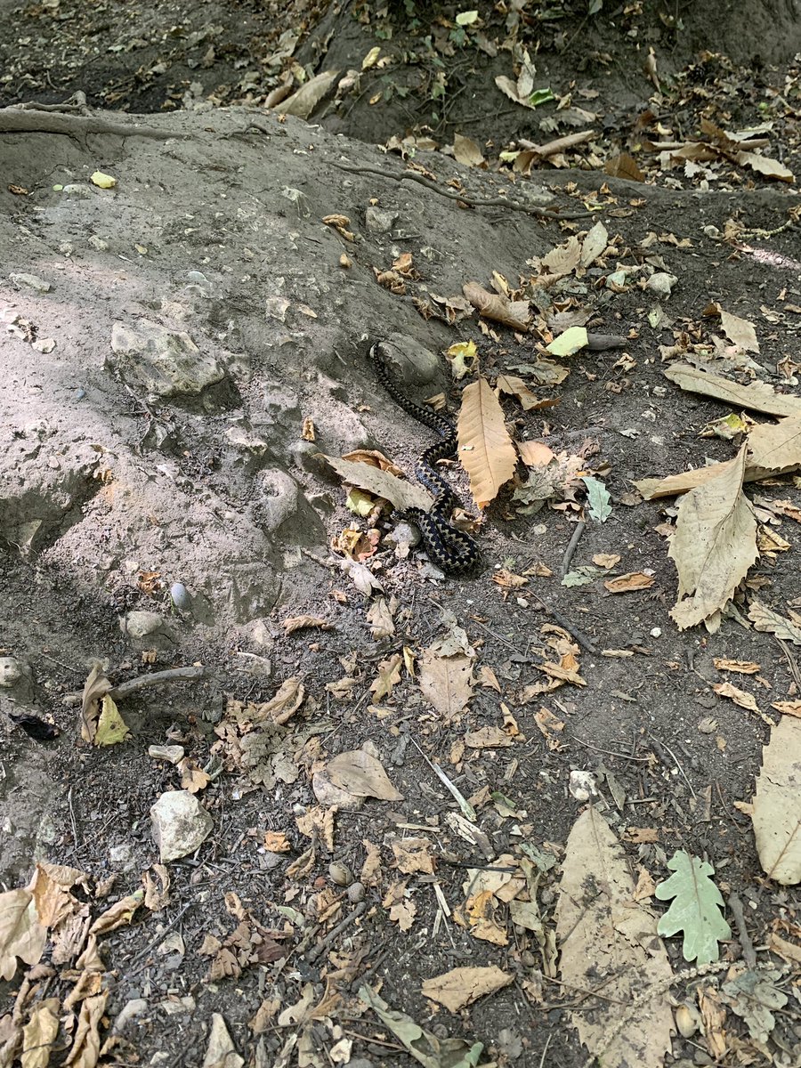 Rjsavage76's tweet photo. 5 years in Dorset and today I stumbled across an Adder in Delph woods. How lucky are we to have so much beautiful (and deadly) natures on our doorstops. The Otters are still my favourite. 🐍🦦 #lovewhereYouLive https://t.co/GeAFqZDwuO