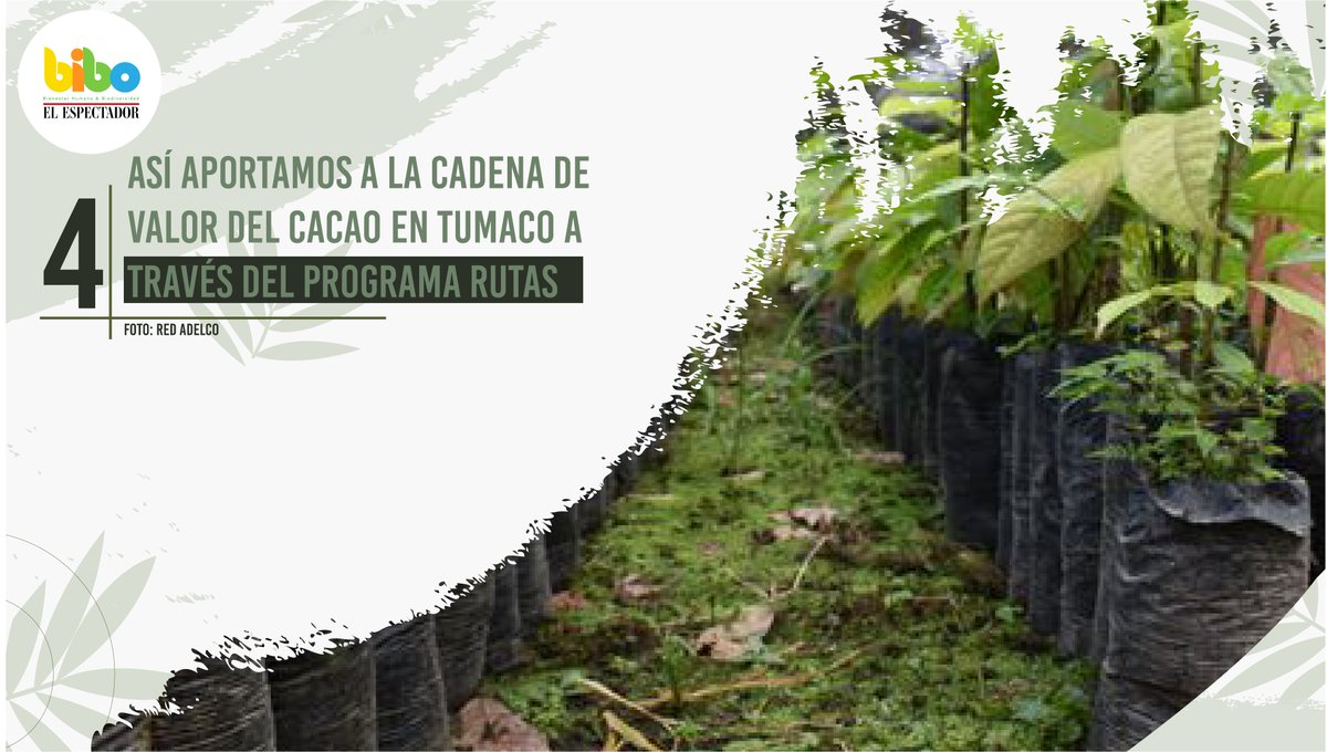 BIBOCol's tweet photo. #AsíSeMueveElAmbiente | 4⃣ El #ProgramaRutasPDET del Fondo Europeo para la Paz está implementando iniciativas para el mejoramiento de la productividad, la competitividad y la sostenibilidad de la cadena cacaotera en Tumaco.
🔗https://t.co/44ulTN74Ho https://t.co/Q1PE21hQNY