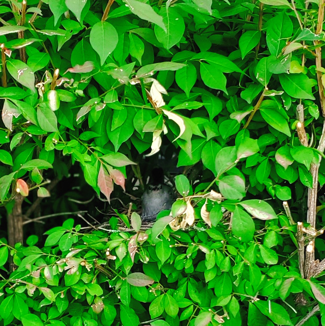 VaTechPolice's tweet photo. Eager for #VTMoveIn? This mama bird got a head start by setting up her nest in the bushes outside of the #VirginiaTech Public Safety Building. She knew VTPD would watch over her babies and keep them safe. π§‘
What are the chances they'll grow up to be #HokieBirds? π€π¦ https://t.co/F4ac9ohwUI