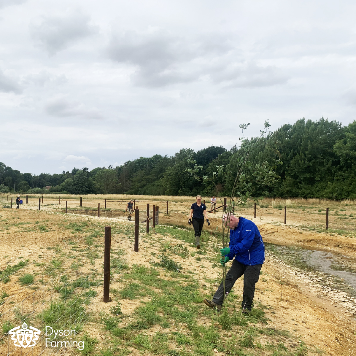DysonFarming's tweet photo. With @lincsrivers and a team of volunteers, we have planted willow saplings to stabilise the banks of Dunston Beck. The beck is establishing itself in the landscape and showing signs of life with plenty of fish visible and the burrows of sand martins.
#dysonfarming #dunstonbeck https://t.co/UGgbOefpAJ
