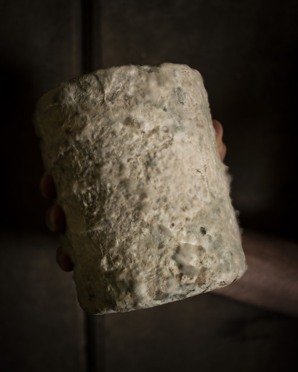 Our Cave Aged Cheddar weighs 1.8 kilos/4lbs. This is made using approximately 18 litres/608fl oz of milk. All the milk is sourced from local, grass-fed dairy cows, and this goes towards giving our cheddar its unique flavours of the region.

#cheesemaking #grassfed #grassfedcheese