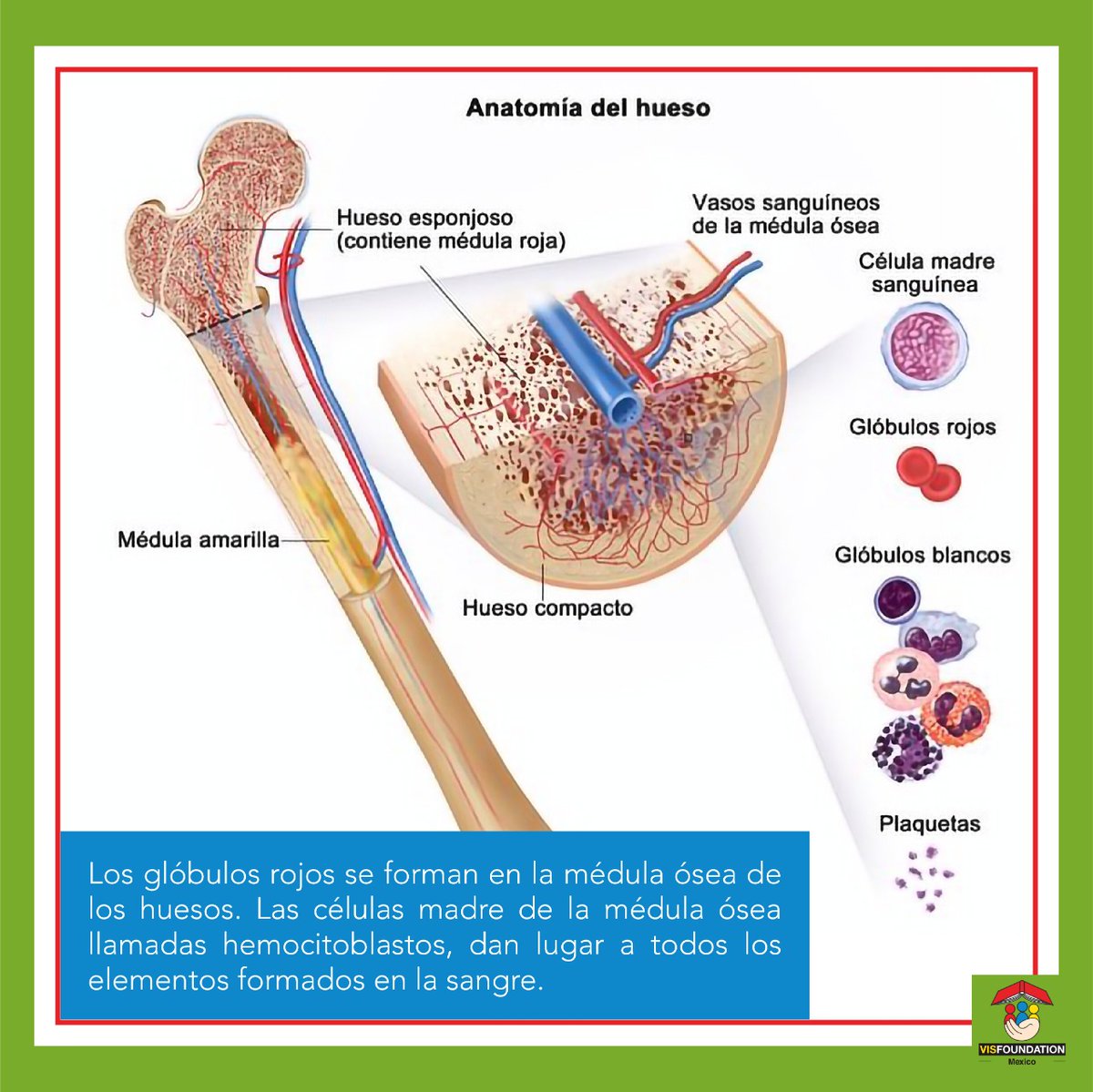 VISfoundationmx's tweet photo. #saludpreventiva En nuestro viernes de salud hablamos de ERITROCITOS
*
*
*
*
#salud #saludable #saludybienestar #médico #medicinapreventiva #bienestar #bienestarysalud #nonprofit #vidasaludable #sangre #eritrocitos https://t.co/nDbaCak3cY