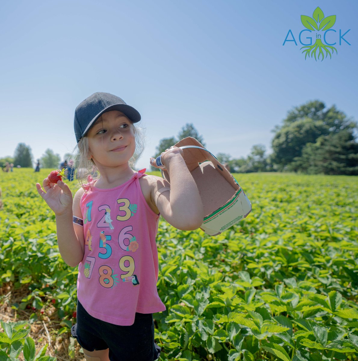 CKEcDev's tweet image. #CKont has great local farms offering fresh, locally grown fruits and veggies that you can pick yourself when they're in season to support #AGinCK. 
Check out the Buy Local Buy Fresh Chatham-Kent map for locations:
buylocalbuyfreshchathamkent.com