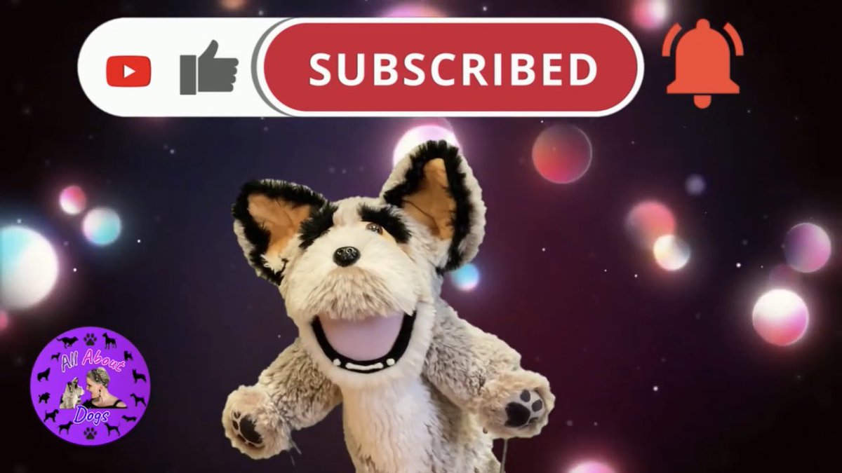 All About Dogs tweet media