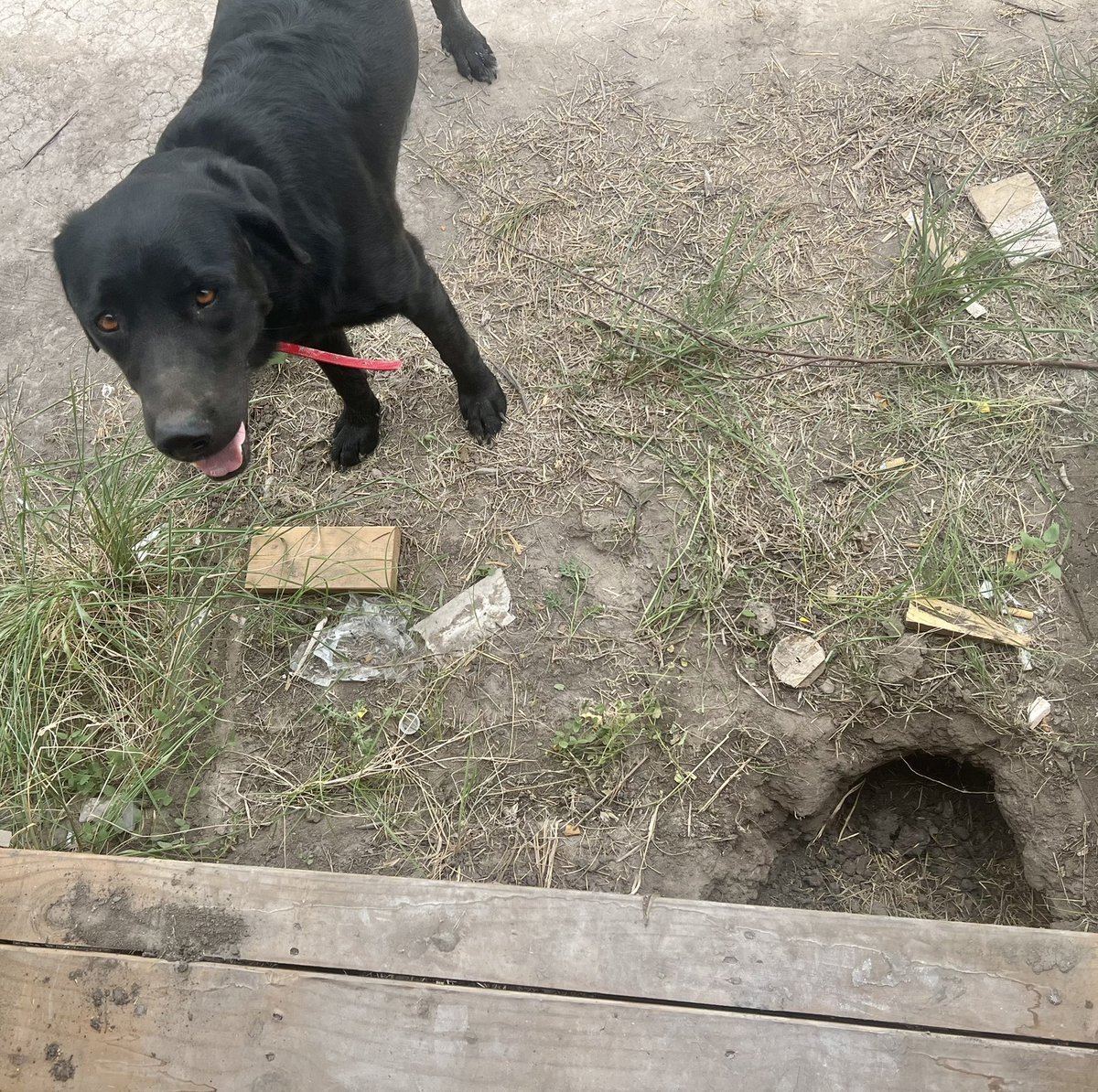 OrdnanceLab's tweet photo. The #armadillo #condo in front of our #office, leads one to conclude that Allie has not been the ferocious #beast she thinks of herself as.

#Labs #LabsOfTwitter #Labradors #Labrador #LabradorRetriever #Dogs #DogsOfTwitter #LabLove #BlackLabs #BlackLabsOfTwitter #BigDumbLab https://t.co/bKoeHUvdNi