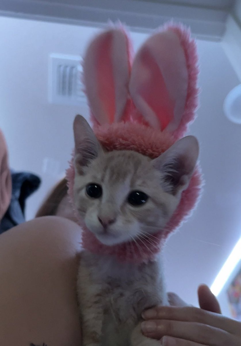 ShowYourCat's tweet photo. https://t.co/r9PDFs16m6