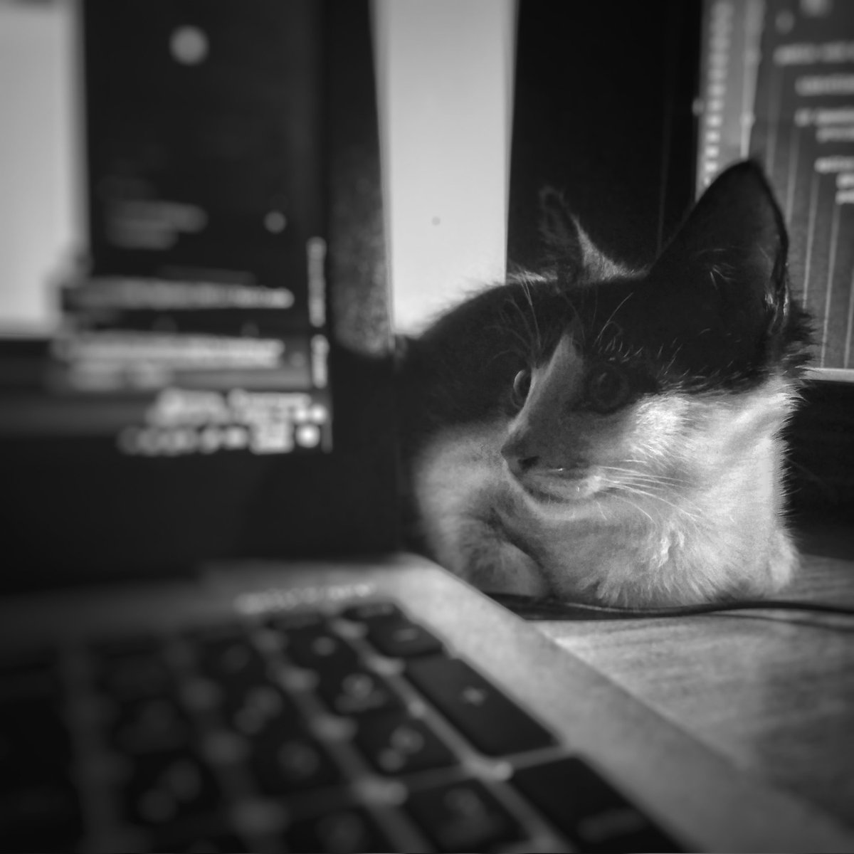 ඇටුම්‼️ tweet media