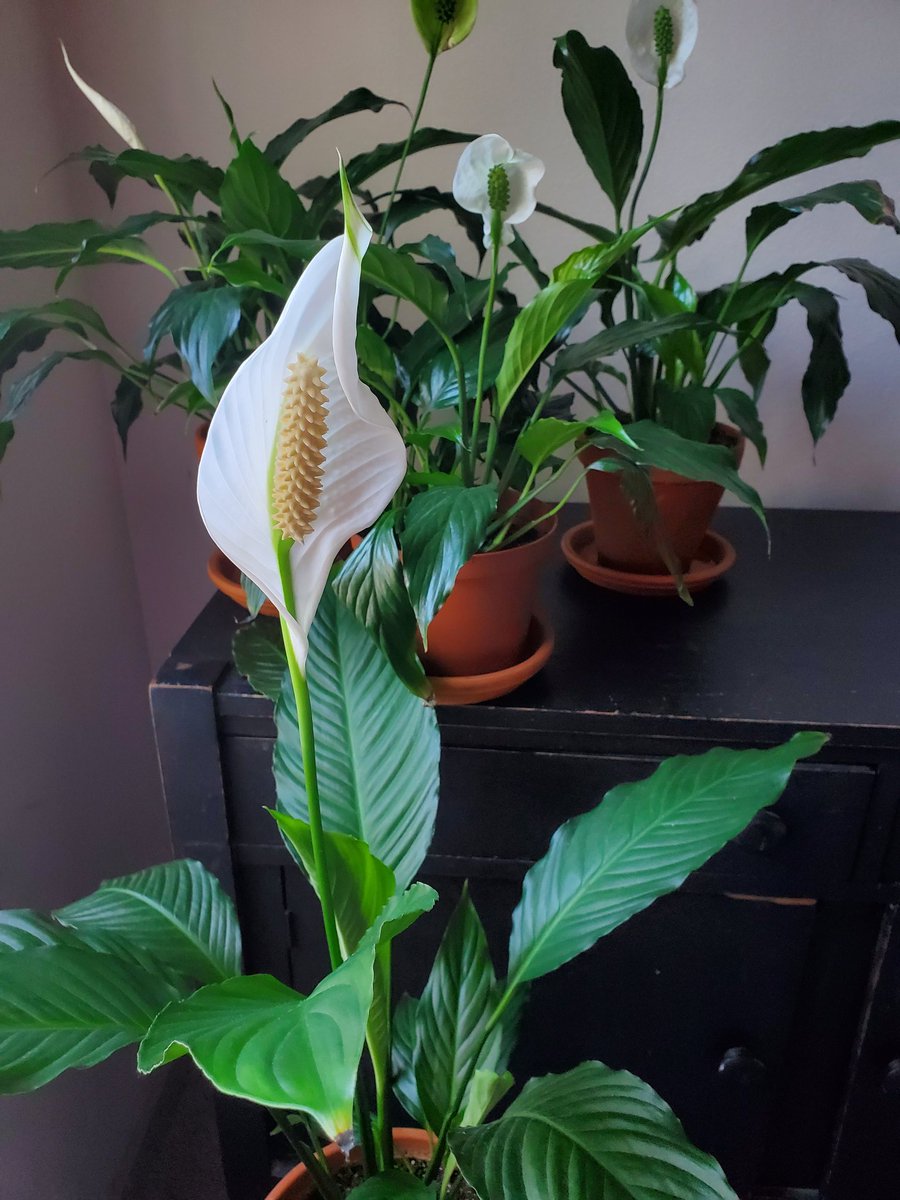 It bloomed! 
Beautiful 😍 
#peacelilies #houseplants 
#plantwhisperer #planttwitter