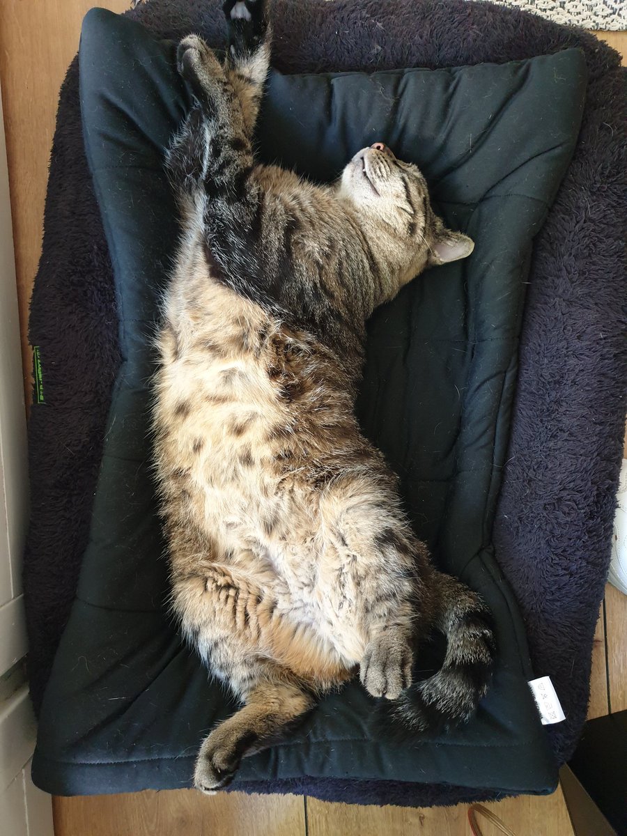 Einladung zum Bauch kraulen 🥰