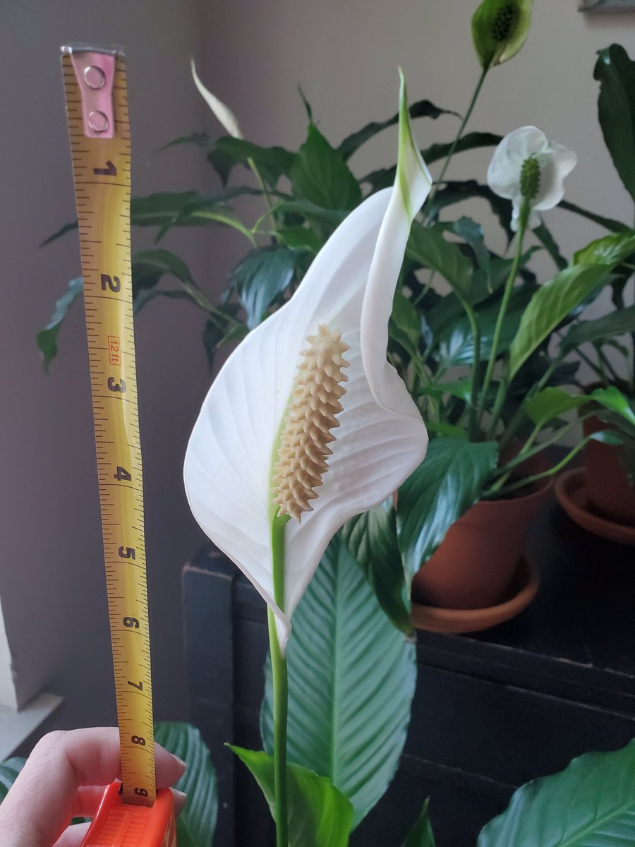 With a tape measure for scale. 🪴😍
#peacelilies #plant #plantwhisperer
#planttwitter