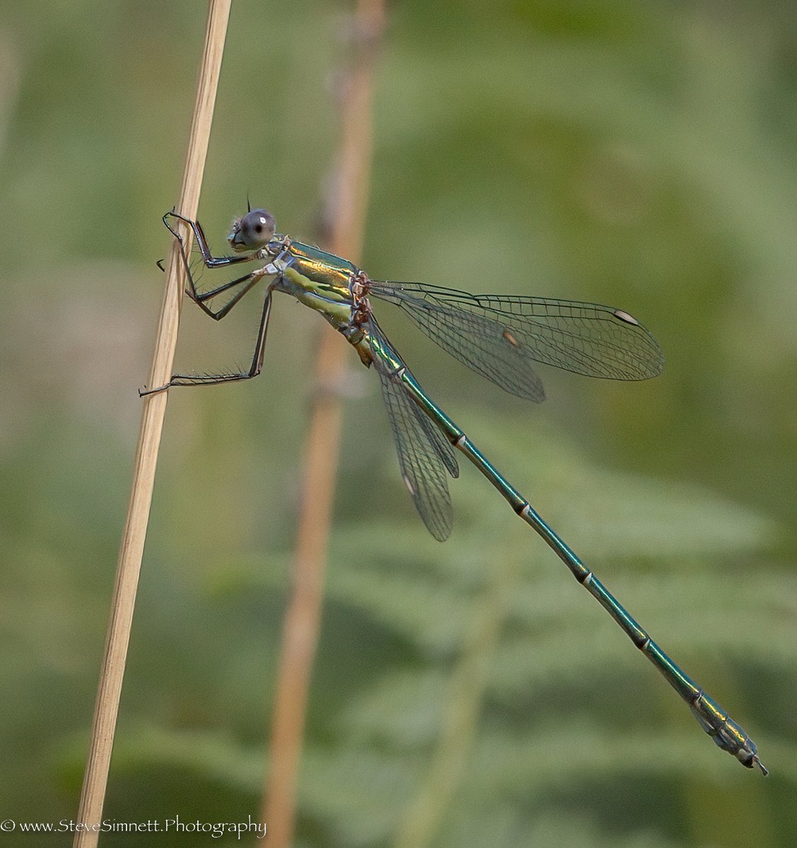ImperialEagle's tweet photo. Willow Emerald Damselfly - Bookham Common - 4th August 2022  @BDSdragonflies #bookhamcommon #WillowEmeraldDamselfly https://t.co/CJ7wJp3N5l