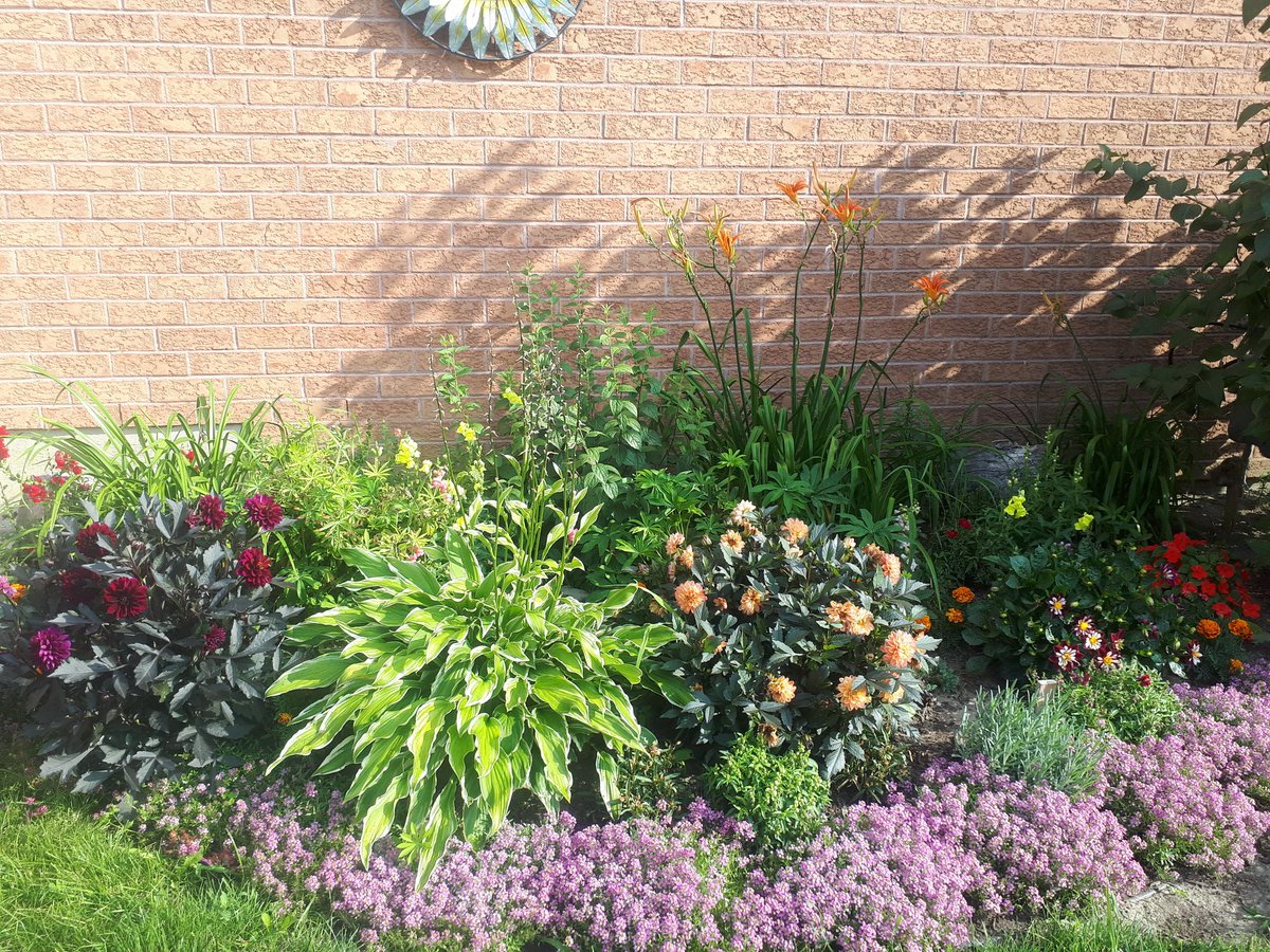 fella99's tweet photo. Spending most of my mornings in the garden lately, everything is finally in full bloom.  #GardenersWorld #gardensoftwitter #Peace #ontariogardens https://t.co/tyYR8cvLGe