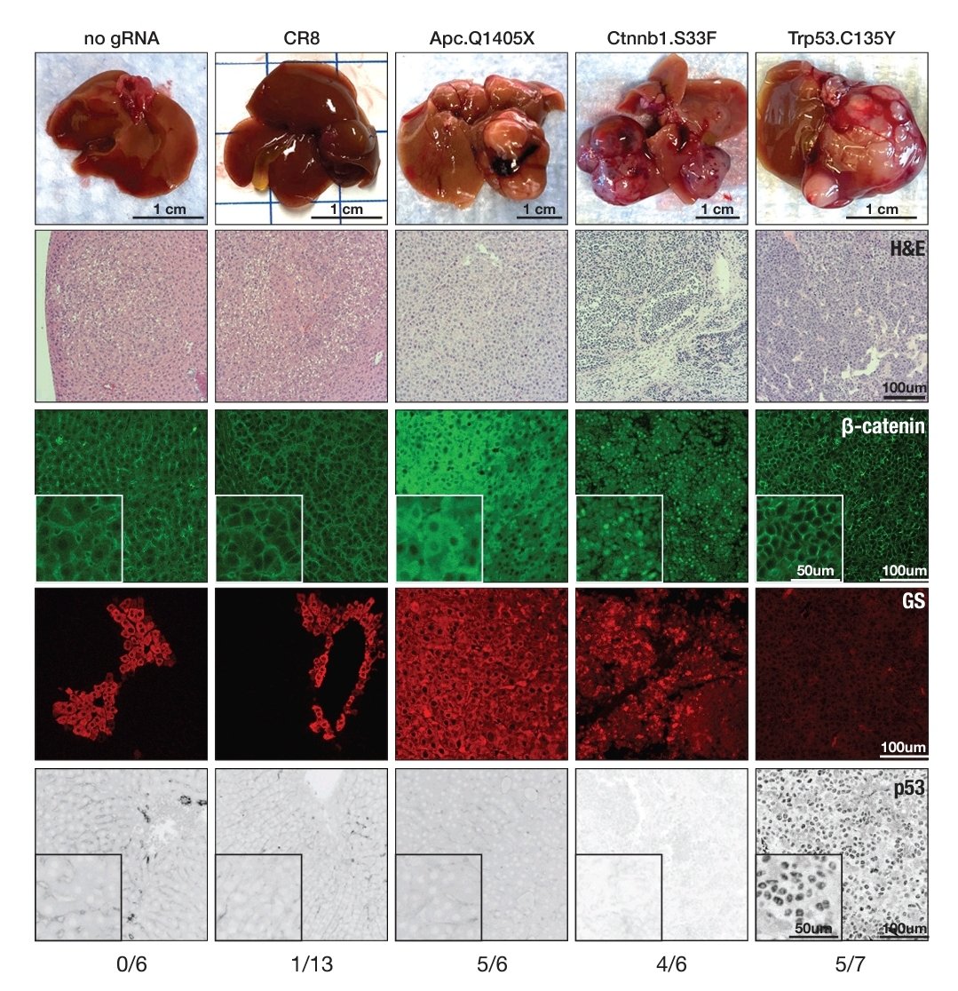 angelopirozzi3's tweet photo. 🤔Why we cannot cure #pancreaticcancer?still the absence of feasible #experimentalmodels❗️

This new paper describes how to creat efficient 🐭 models by system for temporal and regulatable in vivo cytosine base editing (#iBE)

#PDAC
#invivomodels https://t.co/vrrVku9lj8