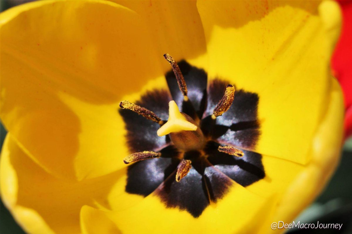 DeeMacroJourney's tweet photo. Yellow Tulip.
#DeeMacroJourney
#macrophotography
#photography
#macroworld
#macrocaptures
#yellowtulips
#tulips
#flowerphotography
#flowers
#yellowsunshine
#macroflowers
#flowersofspring
#kitlensphotos
#photographycommunity
#photographersontwitter https://t.co/D1daF8quXX