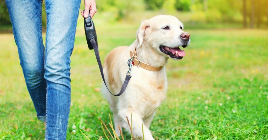 ProfforProperty's tweet image. This would probably work better if we kept our dogs outside like back in the day. rssfeeds.usatoday.com/~/701830868/0/…