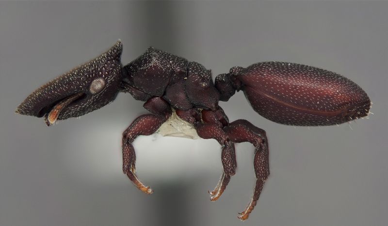 NSF's tweet photo. STEM learning happens here!

Fleas, turtle ants, cockroaches – insects are Earth's unsung heroes. 

Thousands of curious folks have already learned why at an interactive "Six-Legged Science" exhibit from 
@InsectsCornell by @CorrieMoreau: https://t.co/sRncvqOhjj   

#NSFstories https://t.co/arVHvyuLcI