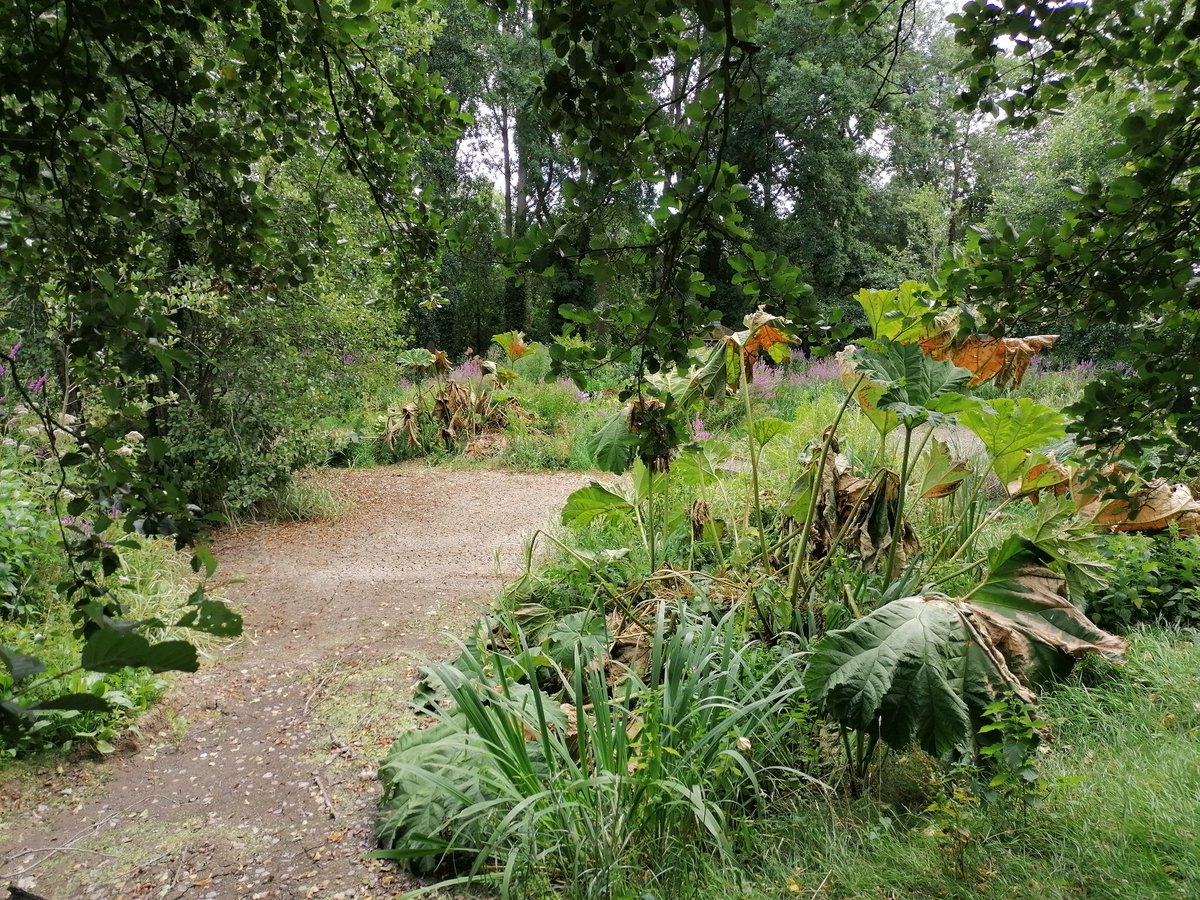 EmilyA_Cottrell's tweet photo. I saw these paintings back when I worked for NT circa 2013/16 and they made a huge impact on me. It seemed impossible to imagine. Now it feels like we're almost there.

Here are some photos from Coughton Court today.

A dried out pond. Tinder dry grass.

#ClimateEmergency https://t.co/2DQjiOfYgd