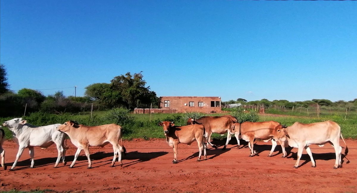 randomarivate's tweet photo. #BlackBotanistsWeek2022 #blackfoodforthesoul
Farming in biodiversity corridors. It is a privilege growing up with land to farm as a POC in South Africa; It is my responsibility to preserve &amp; promote my family &amp; rural community practices that farm with nature for food sovereignty. https://t.co/Cp4DtRfUsu