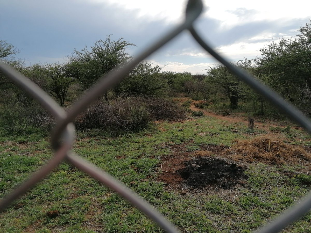 randomarivate's tweet photo. #BlackBotanistsWeek2022 #blackfoodforthesoul
Farming in biodiversity corridors. It is a privilege growing up with land to farm as a POC in South Africa; It is my responsibility to preserve &amp; promote my family &amp; rural community practices that farm with nature for food sovereignty. https://t.co/Cp4DtRfUsu