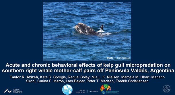 Southern #rightwhales, seagulls, Argentina and Australia, what’s this all about? Check out @TAzizeh and teams @ICB_Argentina conference presentation at #SMM2022 @marinemammalogy 🐳🐦🇦🇷