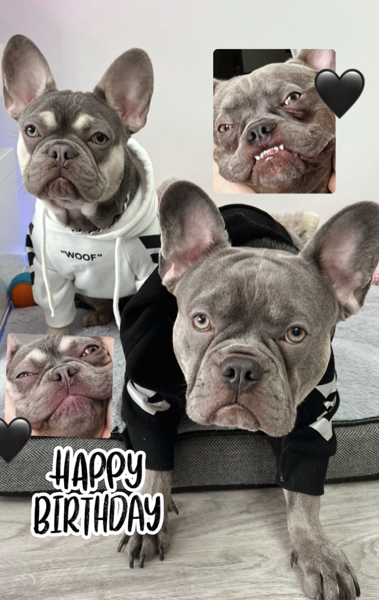 Happy 28th birthday to My gorgeous boyfriend Zilv! ? thank you for looking after me , Nugget and Mini??