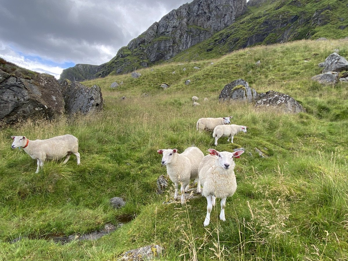 pmakipetaja's tweet photo. Eggumin suojelualueella oli paljon nelijalkaisia vastaantulijoita! #Eggum #Lofootit #Lofoten #vaellus #hiking https://t.co/2qQHczJyLq