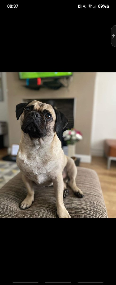 martinbrowne37's tweet photo. Rocco the #pug looking forward to the #PremiereLeague starting tonight with #ARSCRY game.
Big #ManchesterUnited fan but https://t.co/lYJZNNu62B
