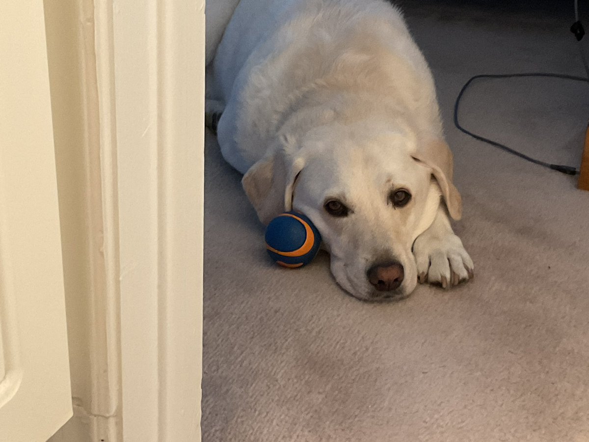 RomanandDandy's tweet photo. Dandy wants to play ball..but it’s the hottest part of the day! Be kind & be safe, play early morning or late evening when it’s cooler, & have lots of shade, water & A/C available to cool off. Have a great weekend!!! #traumadogs #cooldog #poweredbyroyalcanine #facilitydog https://t.co/gR6wSTGc4F