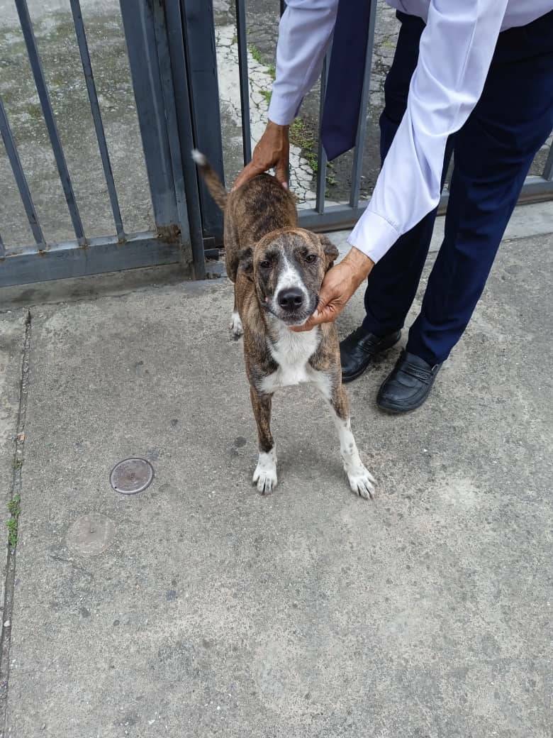 PerroUsuario's tweet photo. Reporta @malamelas1 Perro asustado, se ve que está perdido.
Las Acacias. CARACAS!! https://t.co/4Ca0nBLbHq