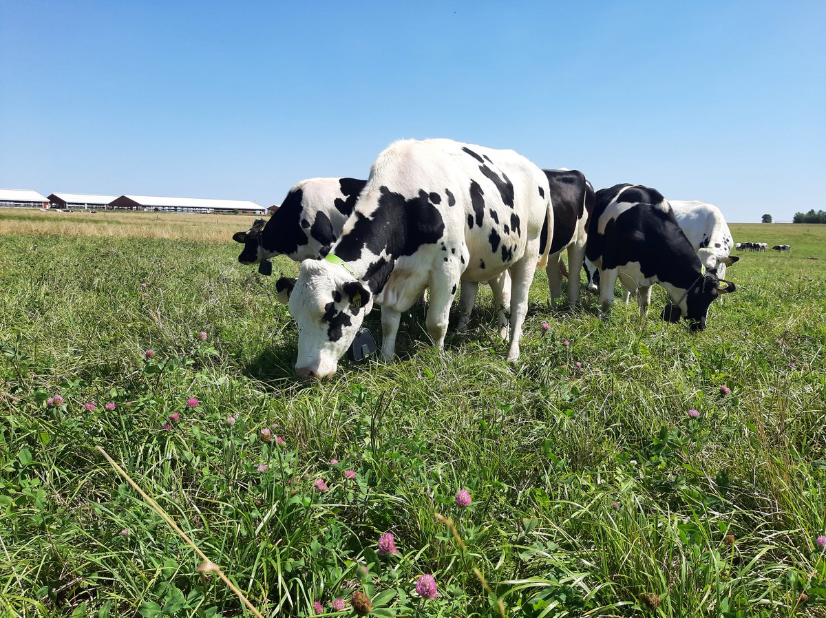 Conor Holohan (@conor_holohan) on Twitter photo First virtual fencing study in the US underway <a href="/UWMadisonCALS/">UW–Madison CALS</a>. Part of our ongoing VF research program <a href="/AFBI_NI/">AFBI</a> testing the scope of this new tech and most importantly how it effects animal behaviour/welfare. New collaboration made possible thanks to <a href="/Fulbright_Eire/">Fulbright Ireland</a> 🐄🌱 First virtual fencing study in the US underway <a href="/UWMadisonCALS/">UW–Madison CALS</a>. Part of our ongoing VF research program <a href="/AFBI_NI/">AFBI</a> testing the scope of this new tech and most importantly how it effects animal behaviour/welfare. New collaboration made possible thanks to <a href="/Fulbright_Eire/">Fulbright Ireland</a> 🐄🌱