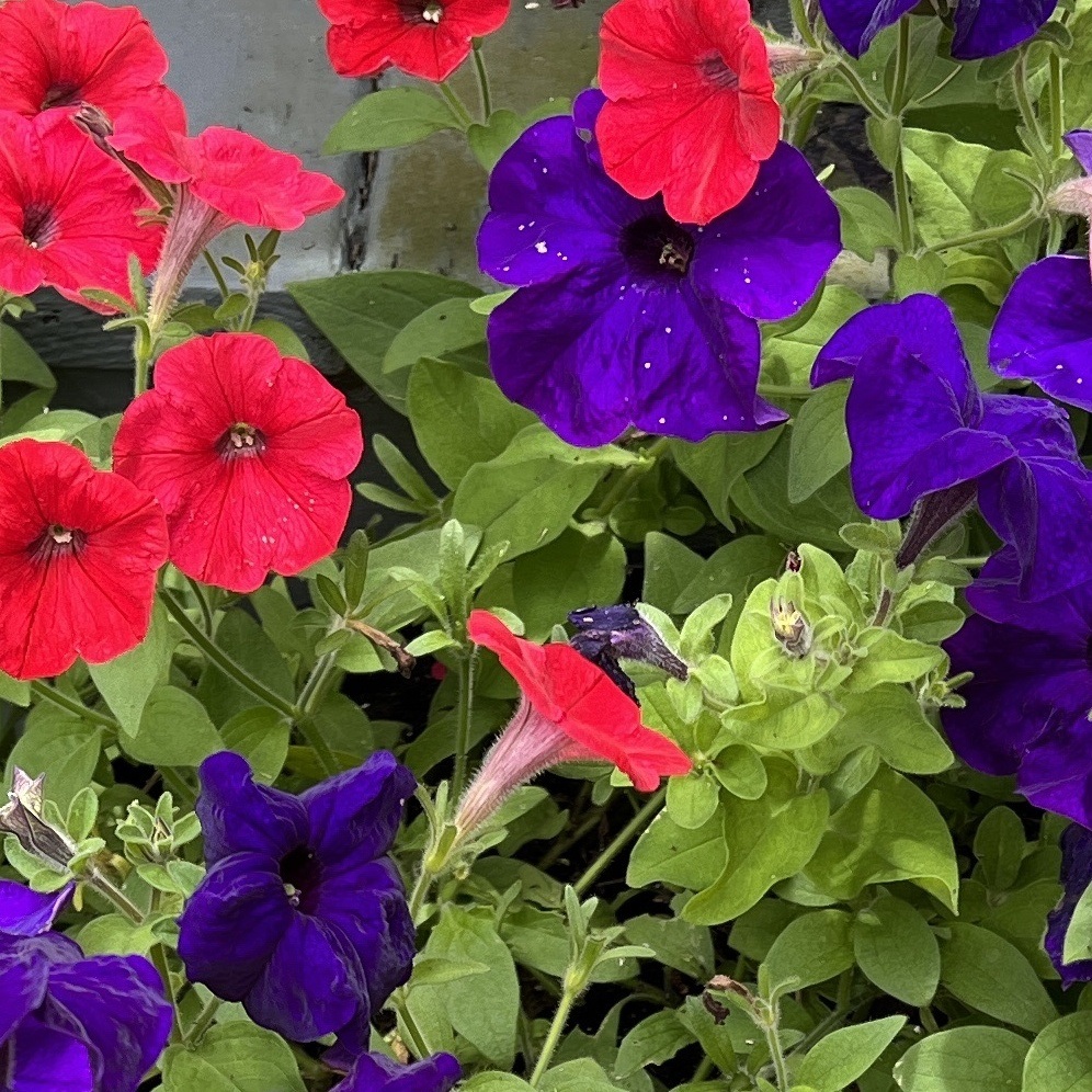 summerzagain38's tweet photo. Some #BrilliantViolet &amp; #FlameRed 
from one of my flower pots.
#colour_collective  @Clr_Collective #Summer #art
#Procreate #Flowers #petunias #FlowerReport https://t.co/BkZQZQbJCI