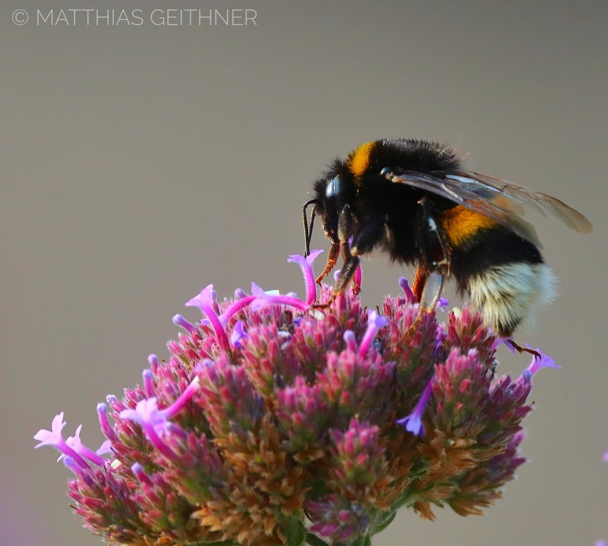 Eine gute Aussicht. #bumblebee #insect #NaturePhotography #natur #naturelovers #photo #naturephotograph #photographer