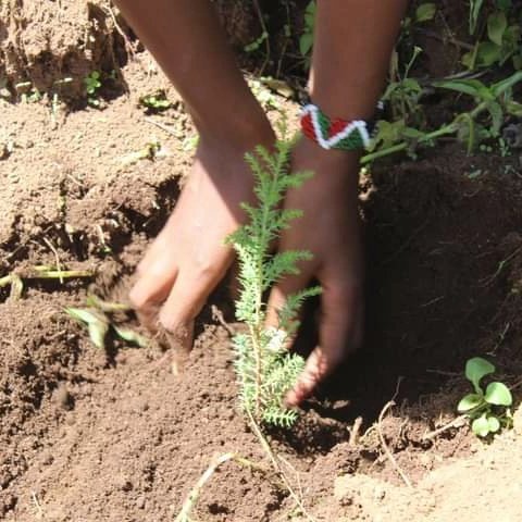 . 

Your mental health can be impacted by anything in your environment and that why at TwaAssist we take care of our environment by planting trees. This is done through our outreach programs through our partners.
#TreePlantingChallenge
#greenenergy
#twaassistkenya
#mentalhealth