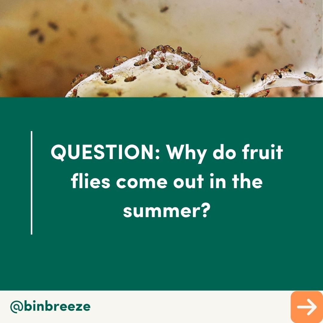 BinBreeze tweet media