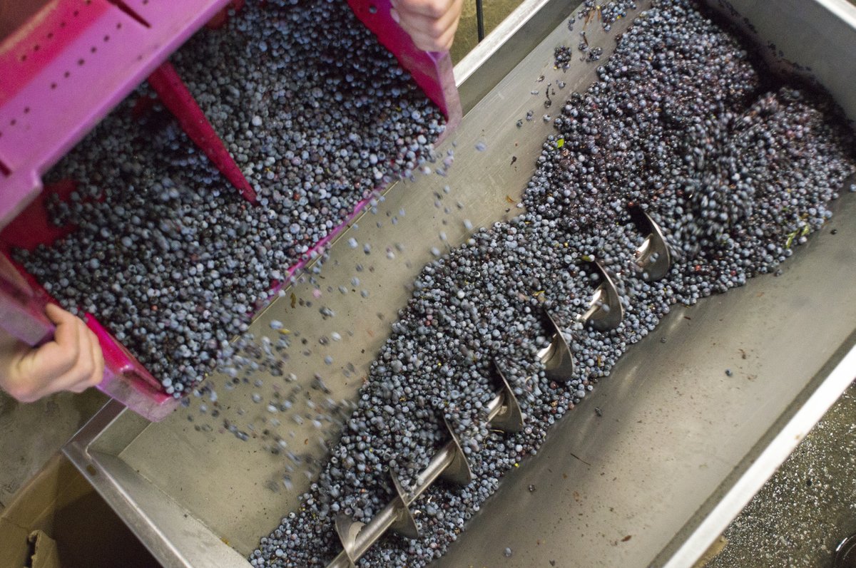 It takes many hands to pick and process the ripe wild blueberries we use in our blueberry wines and spirits.

<a href="/wildblueberries/">The Caviar of Maine</a>
#drinklocal #wildblueberryweekend #mainelife #visitmaine #visitportland