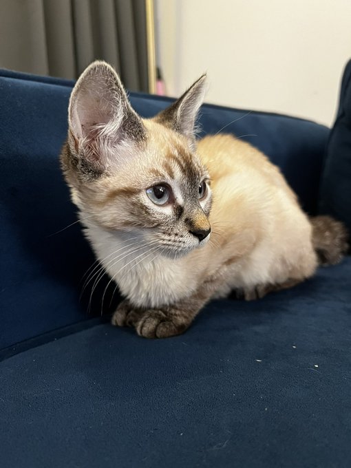 All of the cats have found their forever homes! Including this little lady&hellip; she&rsquo;s staying with me! Welcome