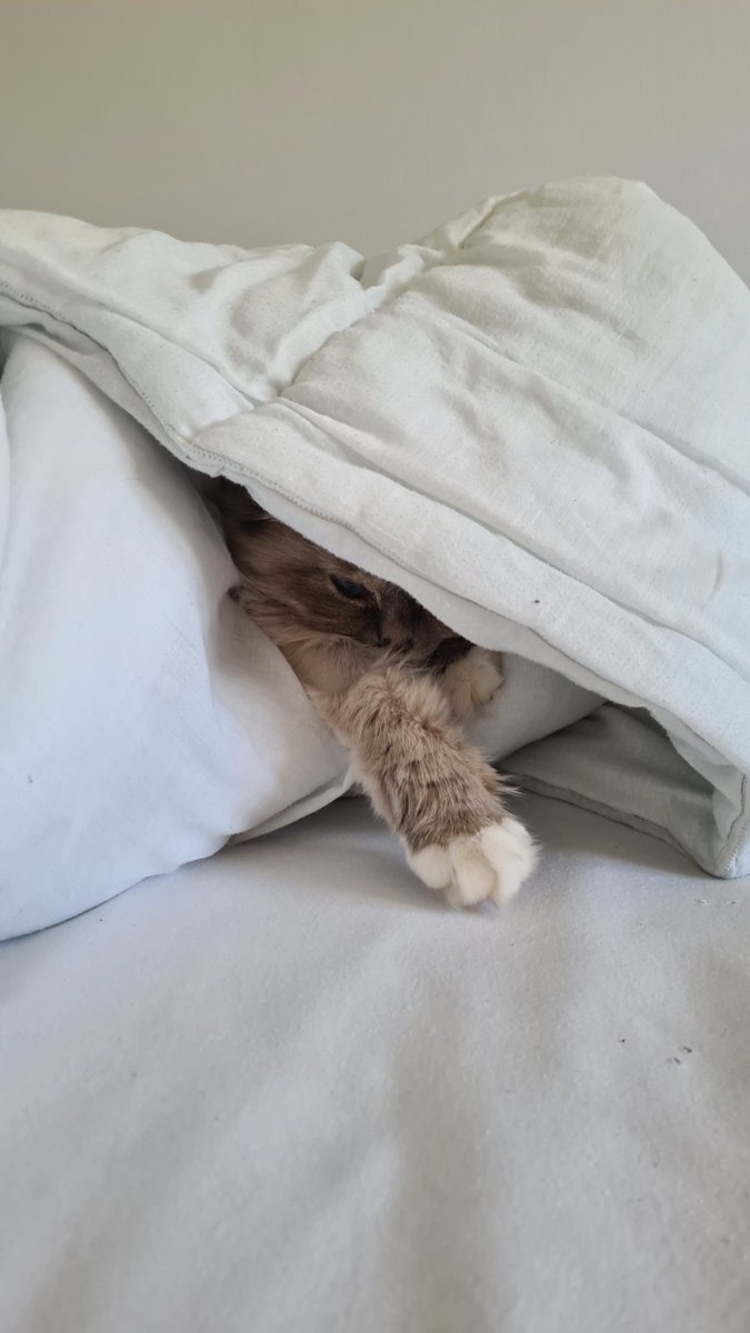 EmilyChobbit's tweet photo. A request to anyone writing anything that needs proofreading. Please stop double spacing after full stops. It is *entirely* unnecessary and kills me a little every time I have to delete one.

Let's not waste effort 😘👍

#HappyFriday here's my grumpy cat. https://t.co/Qr0Dy0qsFK