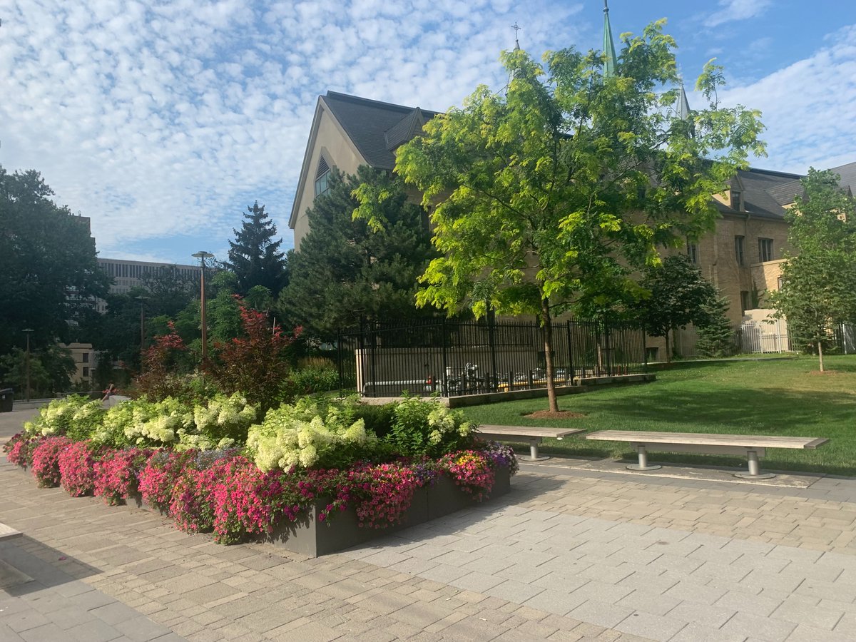 uStMikes's tweet photo. Imagine coming to school or work and seeing this view every day. #oasisinthecity #hydrangea #maple #perrenials #evergreentree #stbasilschurch #stmikes #iGrowTO https://t.co/RxdviPfMZn
