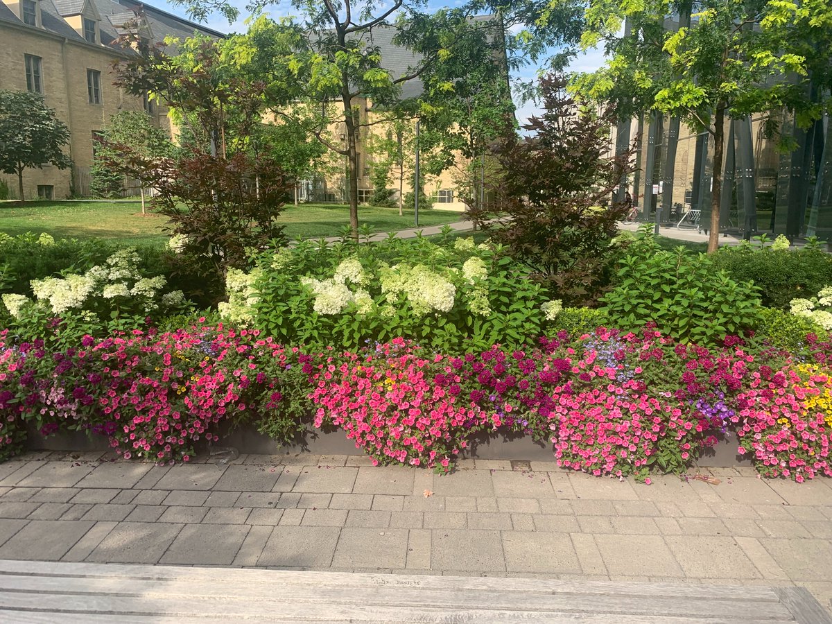 uStMikes's tweet photo. Imagine coming to school or work and seeing this view every day. #oasisinthecity #hydrangea #maple #perrenials #evergreentree #stbasilschurch #stmikes #iGrowTO https://t.co/RxdviPfMZn