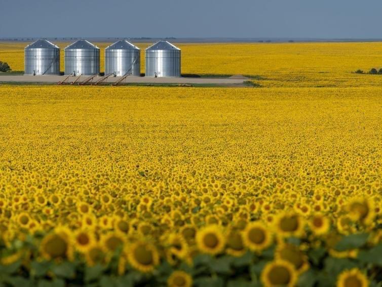 South Dakota sunflower fields. They're so beautiful. #ontheroadwithjasminecain