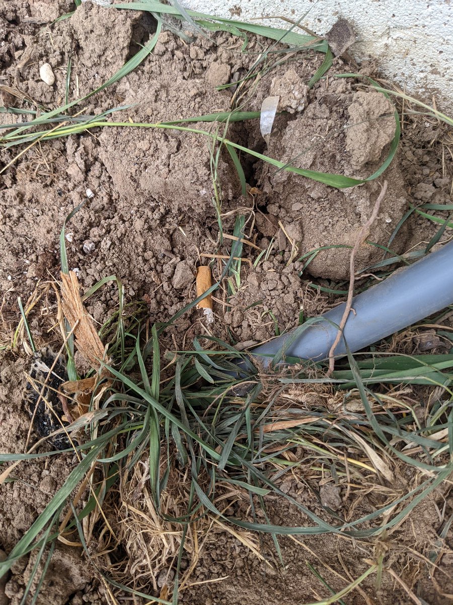nik282000's tweet photo. @cogeco Your contractors in Waterdown have been leaving cigarette butts on my property. Looks good on you. https://t.co/zDDGkvWt0X