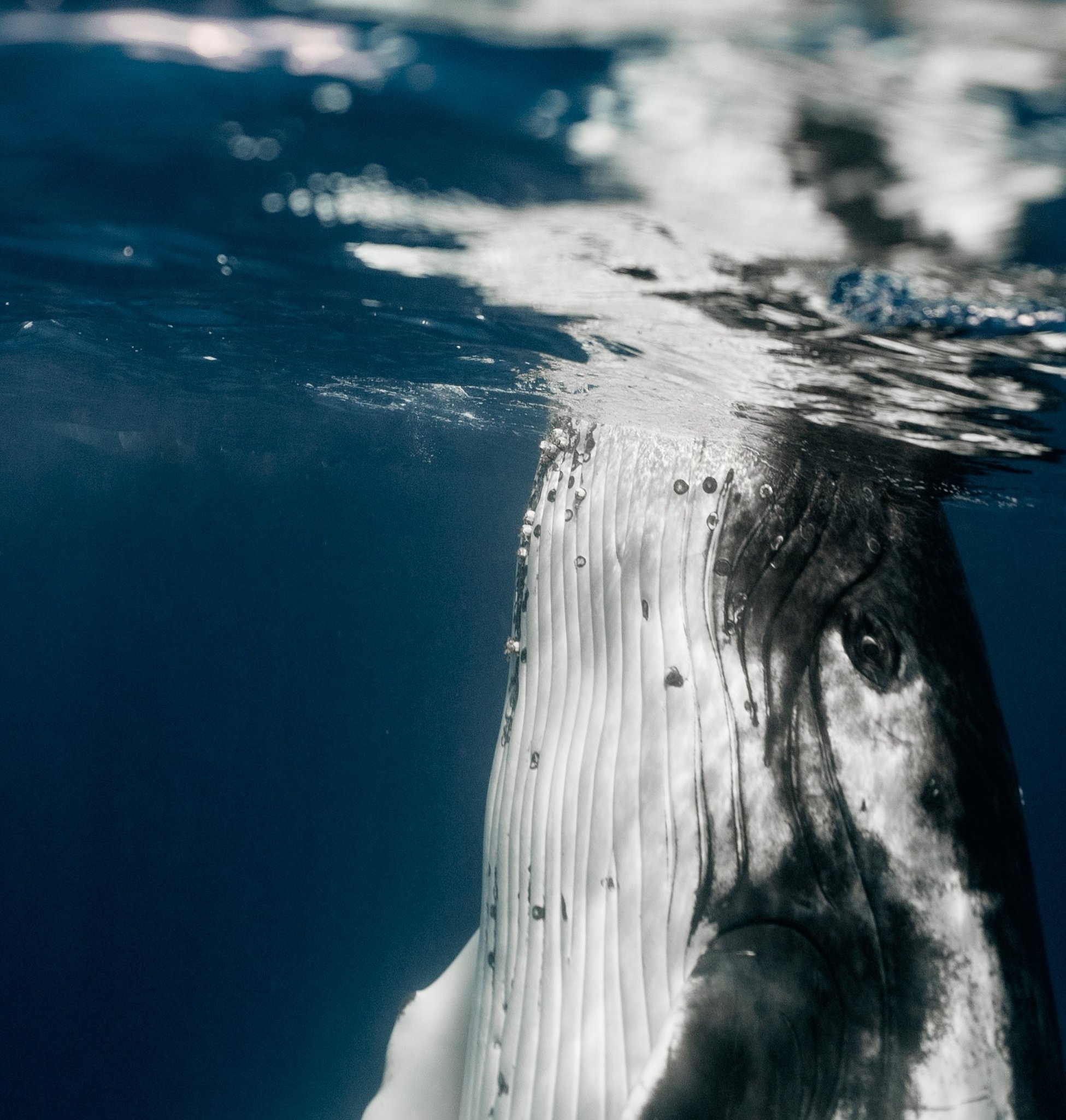 Research2Reality on Twitter "ICYMI 50 million years ago, small four