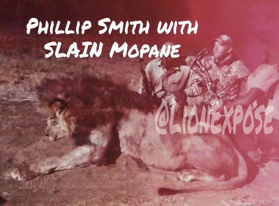 ExposeLion's tweet image. MOPANE, father, king & Pride Leader was Bowed by T. H Phillip Smith of Peak Sport & Spine Missouri on 5/09/21. Mopane suffered for over 20 hours & finished with a bullet. His Killing bought the total Pride Leaders slaughtered around Hwange to over 21. We will never forget💔